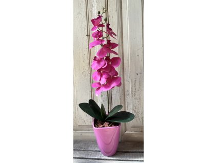 Gondozásmentes orchidea 51