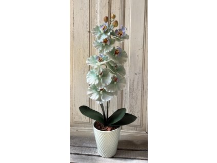 Gondozásmentes orchidea 52