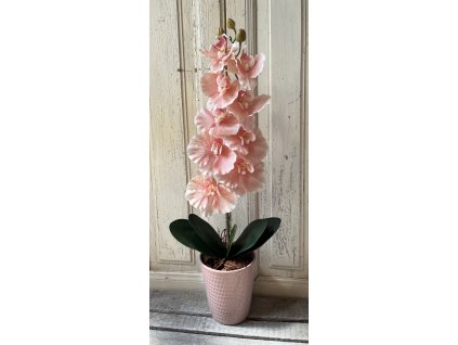 Gondozásmentes orchidea 53