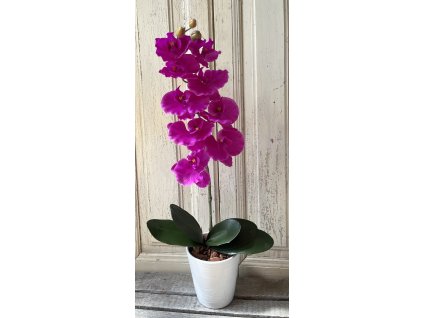 Gondozásmentes orchidea 54
