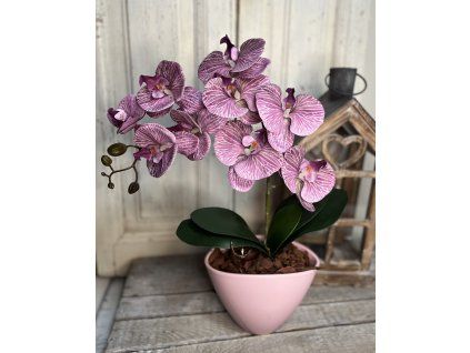 Gondozásmentes orchidea 58