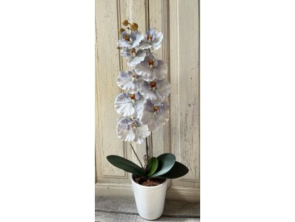 Gondozásmentes orchidea 55