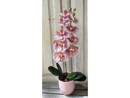 Gondozásmentes orchidea 56