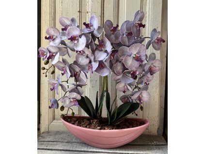 Gondozásmentes orchidea 57