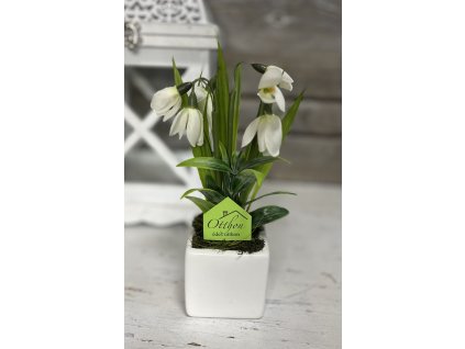 Hóvirág kocka kaspóban