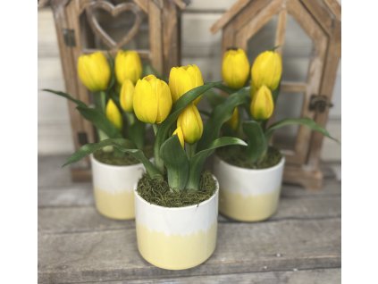 Sárga-fehér kaspó tulikkal