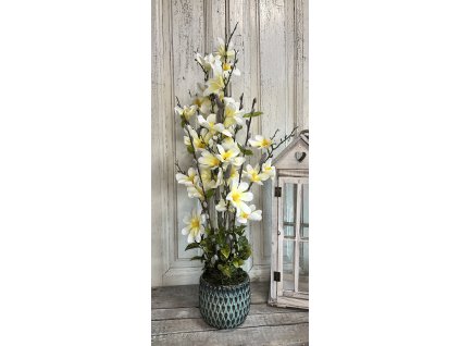 Fehér magnólia kaspóban