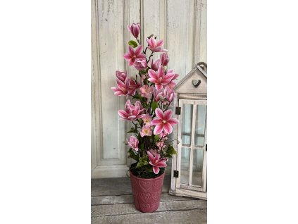 Rózsaszín magnólia kaspóban 1