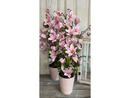 Rózsaszín magnólia kaspóban 2