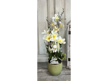 Fehér magnólia kaspóban Édes otthon