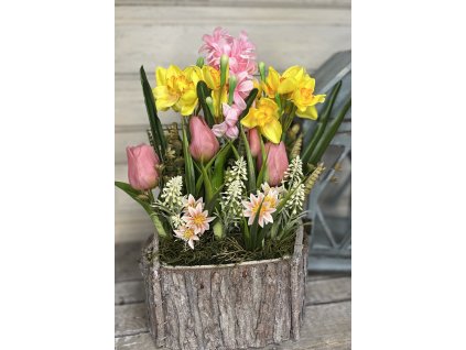 Tavaszi kéregláda-2