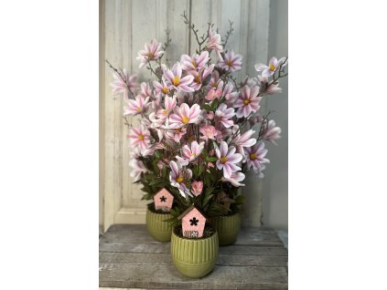 Rózsaszín magnólia kaspóban 5