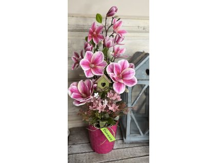 Pink magnólia kaspóban