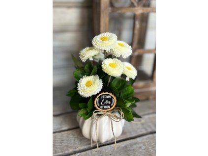 Százszorszép kaspóban