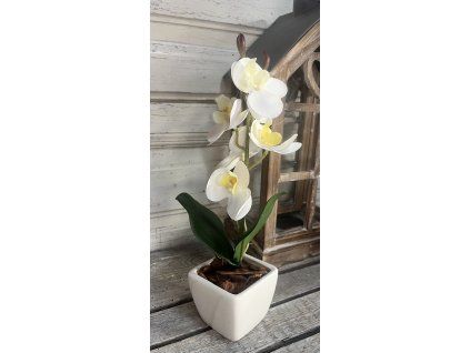 Mini gondozásmentes orchidea 1