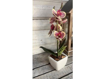 Mini gondozásmentes orchidea 2