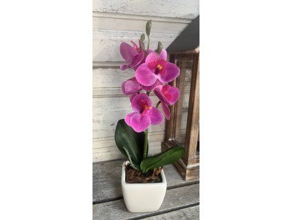 Mini gondozásmentes orchidea 3