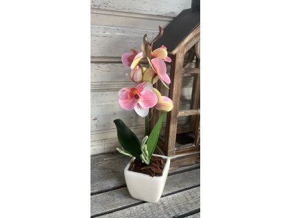 Mini gondozásmentes orchidea 4