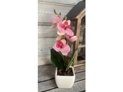 Mini gondozásmentes orchidea 5