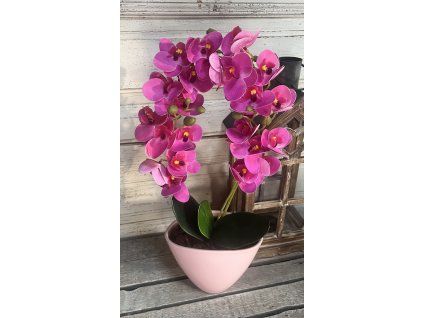 Pink orchidea