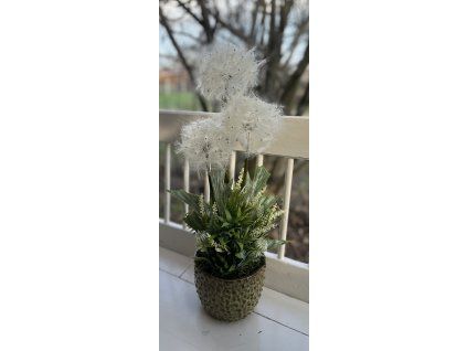 3 pitypangos nagy kaspó