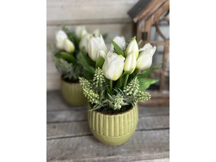 Fehér tuli zöld kaspóban