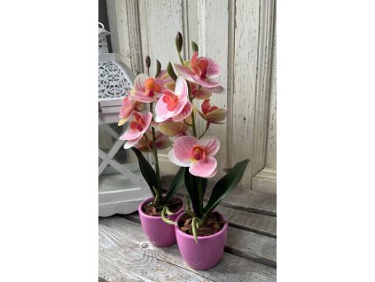 Mini gondozásmentes orchidea 7