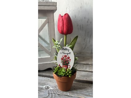 Nőnapi egy tulis cserépben piros