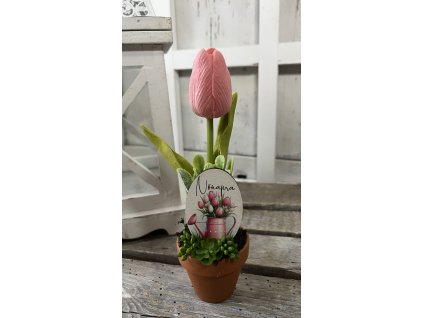Nőnapi egy tulis cserépben rózsaszín