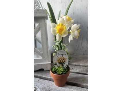 Nőnapi nárciszos cserép