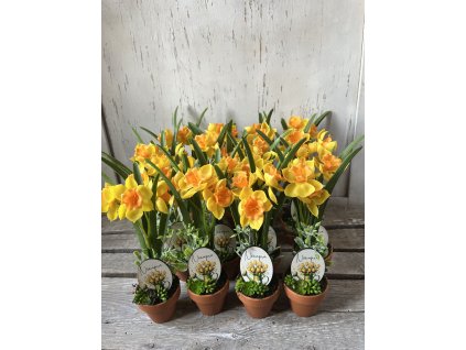 Nőnapi nárciszos cserép sárga