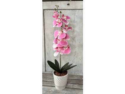 Gondozásmentes orchidea 33