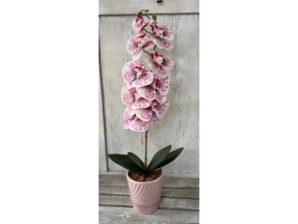 Gondozásmentes orchidea 34