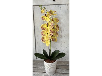 Gondozásmentes orchidea 35