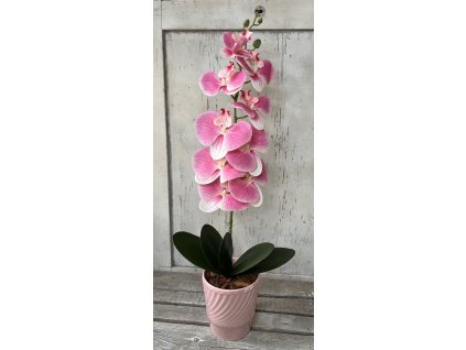 Gondozásmentes orchidea 36
