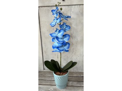 Gondozásmentes orchidea 37