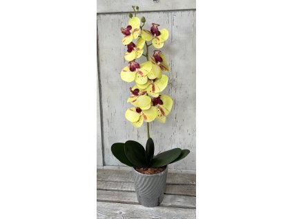 Gondozásmentes orchidea 38