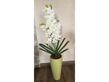 Gondozásmentes orchidea 39