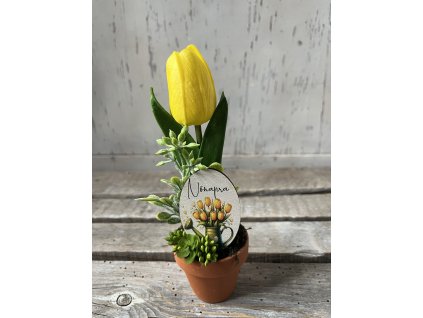 Nőnapi egy tulis cserépben sárga