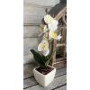 Mini gondozásmentes orchidea 1