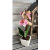 Mini gondozásmentes orchidea 4