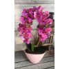 Pink orchidea