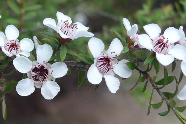 Maori a Manuka