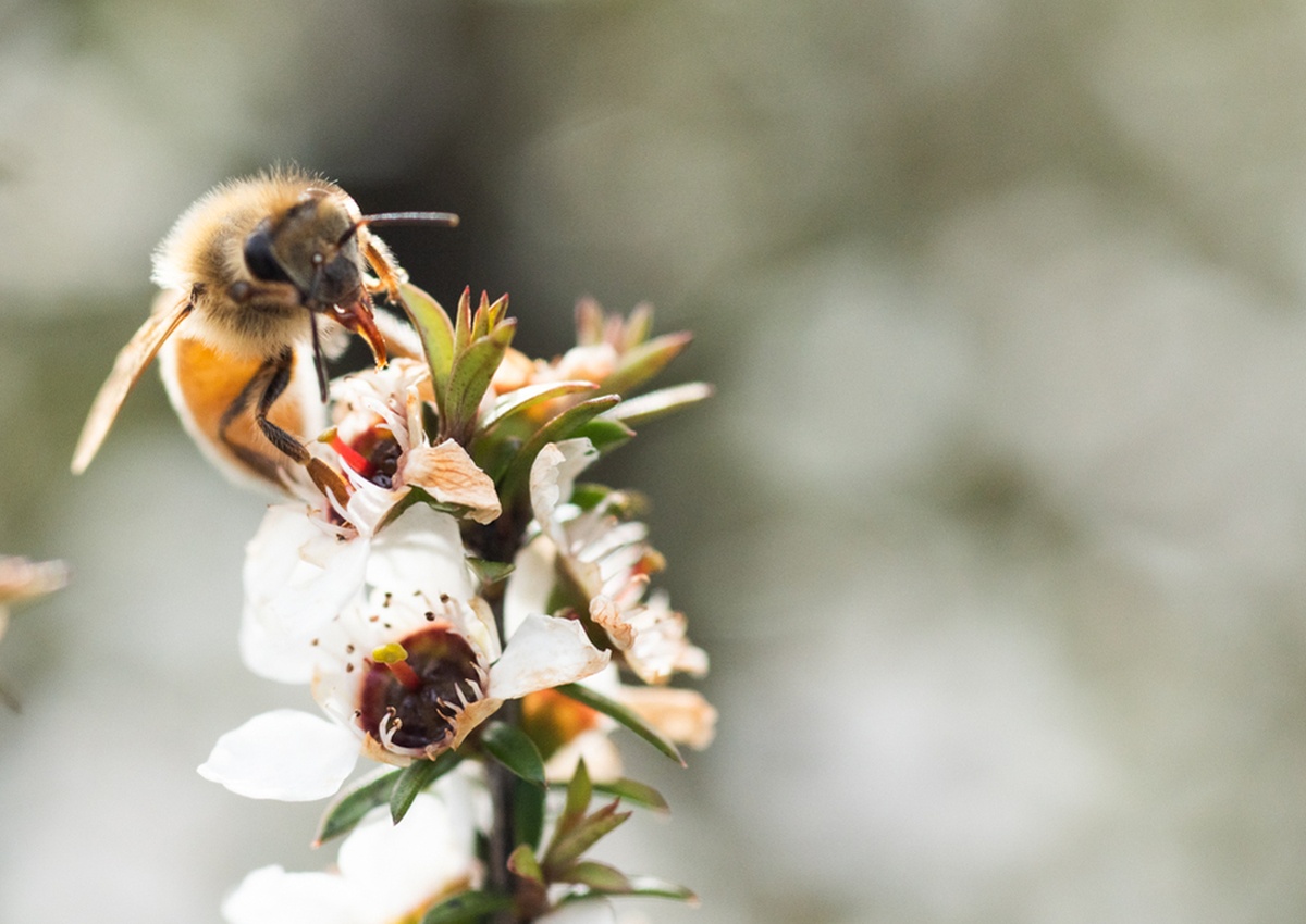 Príbeh značky Manuka Health. Od malého novozélandského mestečka po svetového lídra