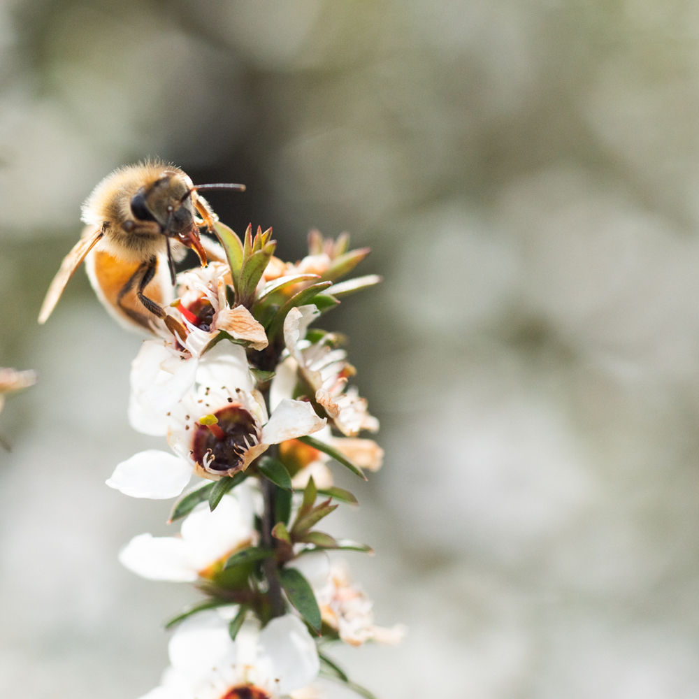 Manuka Health produkty