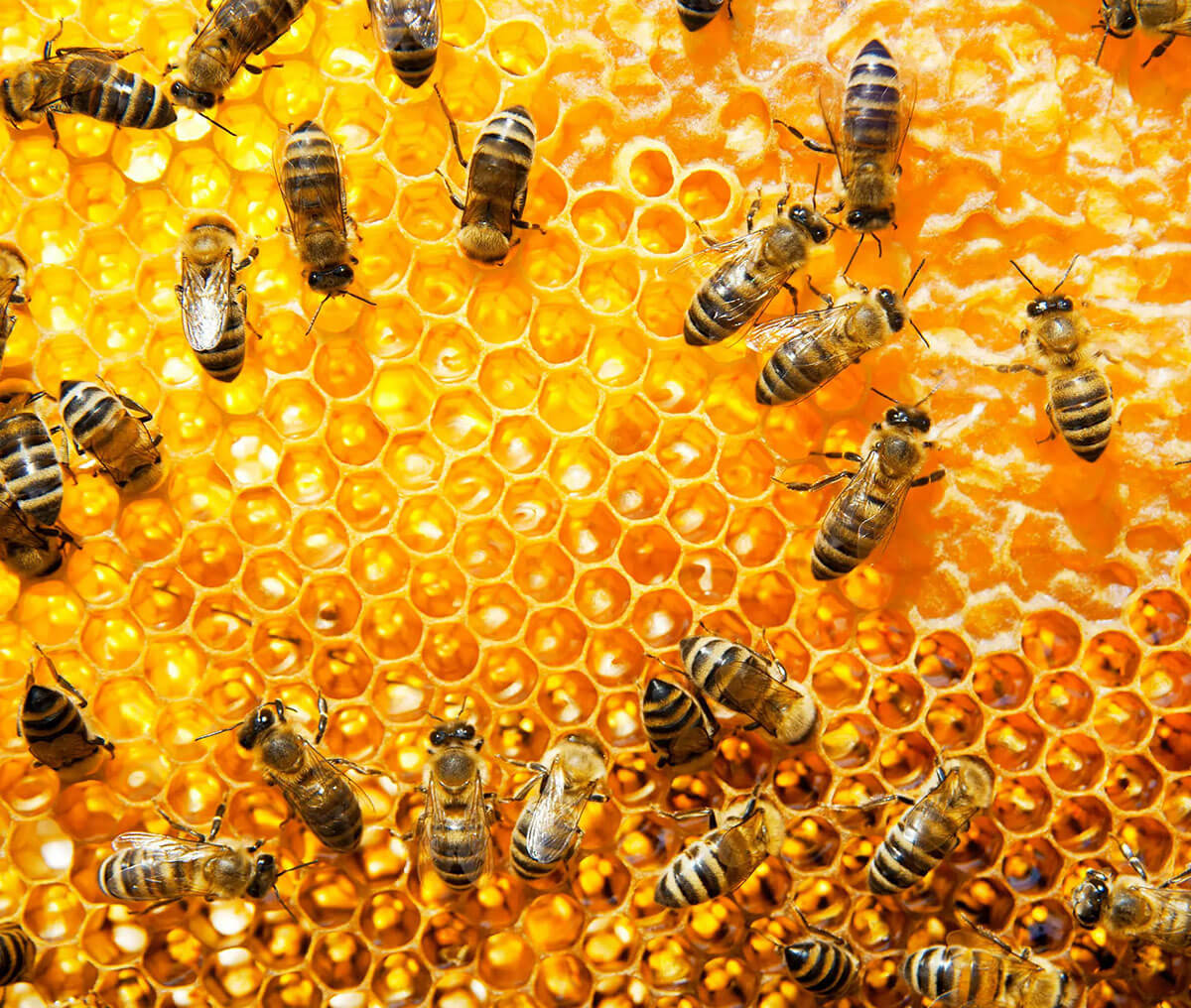 Včely produkující manuka med