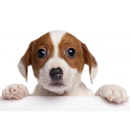 MPS48 JACK RUSSELL