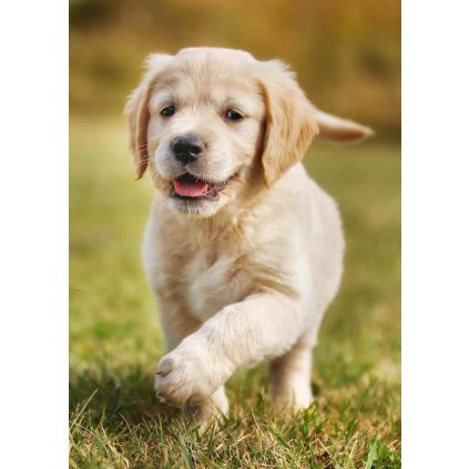 MPS50 RETRIEVER PUPPY