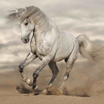 MCG41 HORSE