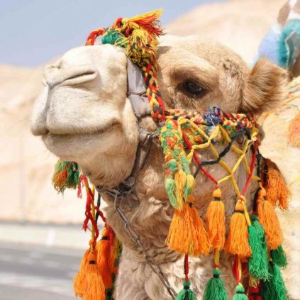 MCG53 CAMEL